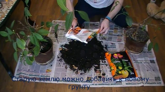 Пересаживаем лимон в новый грунт. смотреть онлайн