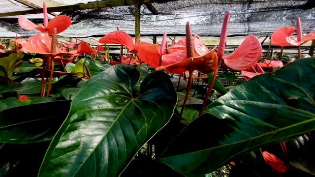 warna warni bunga anthurium || anthurium bunga смотреть онлайн