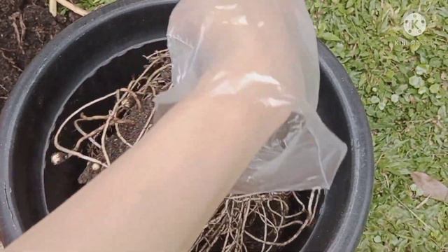bunga sente variegata di repotting смотреть онлайн