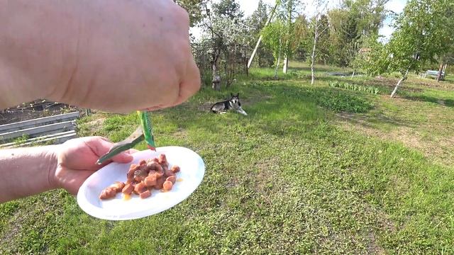 КАРЬЕР УДАЧНЫЙ НА ДАЧЕ !!! Шарик и экстрасенсы 2!!! смотреть онлайн