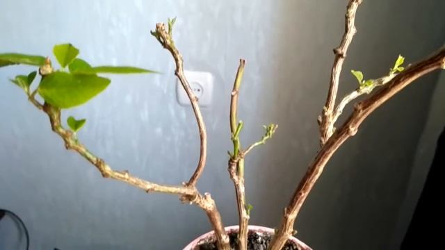 Пуансеттия может погибнуть. Нужна помощь! смотреть онлайн