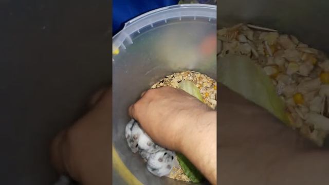 Джунгарики