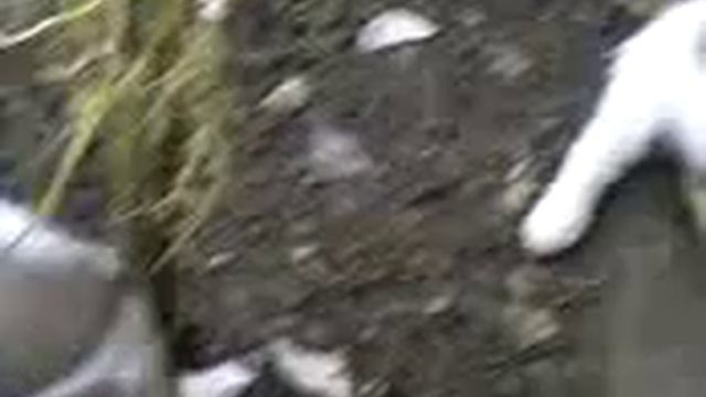 Щенки алабая (средне-азиатской овчарки) смотреть онлайн