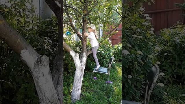 Как правильно собирать яблоки... смотреть онлайн