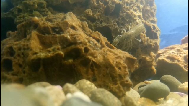 Мой аквариум раковник на 24 литра. После запуска. Мексиканский карликовый рак. Содержание два вида. смотреть онлайн