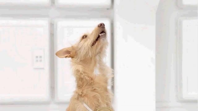 The Bark Side - Volkswagen Game Commercial Teaser Super Bowl XLVI 2012 - Star Wars / Dogs смотреть онлайн