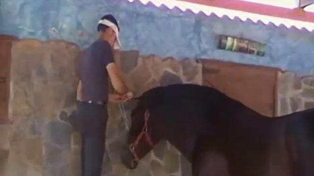 Ferrari Horses: Eliseo preparacion смотреть онлайн