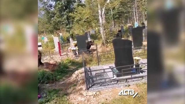 В Корсакове медведь обнимает могилу смотреть онлайн