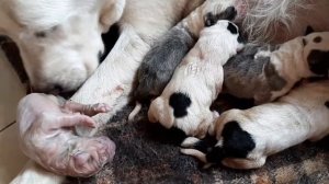 Роды у собаки. Алабай. Рождается новый чемпион?