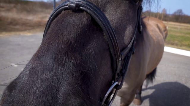 Коломбина и Бербера: наши новые лошади смотреть онлайн