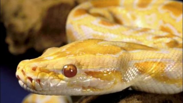 Diferencias entre una Boa y una Pitón смотреть онлайн