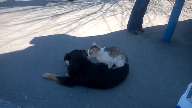 Кот делает массаж собаке. А может не массаж смотреть онлайн