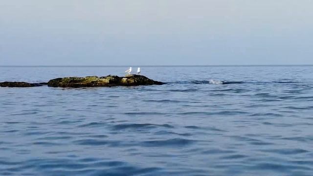 Чайки на Каспийском море смотреть онлайн