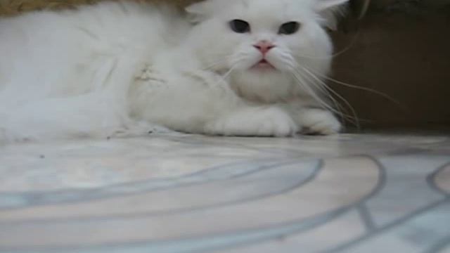 У кошки течка