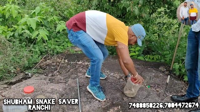 चार सांपो को जंगल में छोड़ा। #cobra #python #krait #rescue #release #viralvideo #viral #snakevideo смотреть онлайн