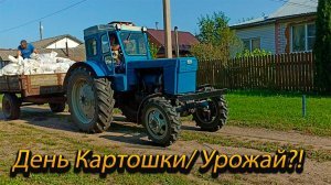 Трактор т-40/ Уборка картошки 2024