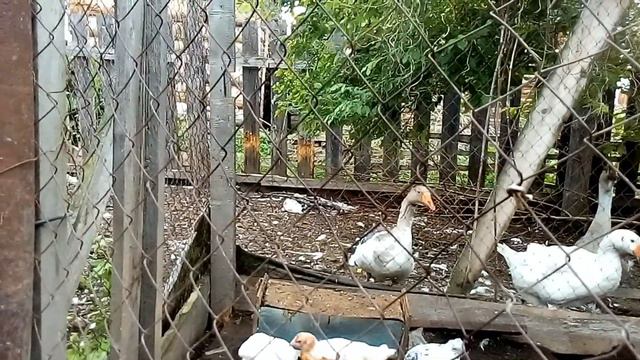 От яйца до курицы. Часть_5. Во взрослую жизнь. смотреть онлайн