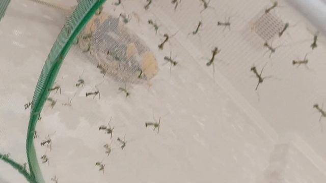 Пересадка. Часть 1 смотреть онлайн