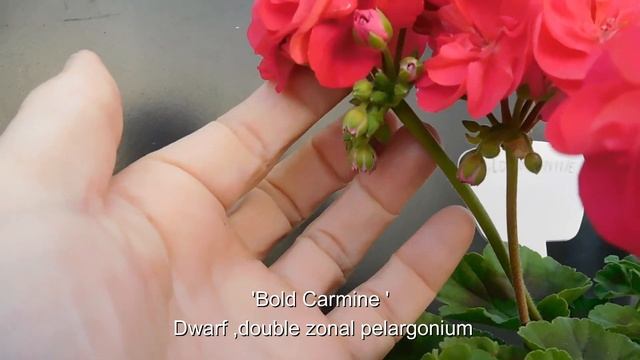 'Bold Carmine' & 'Agnes' -zonal Pelargoniums