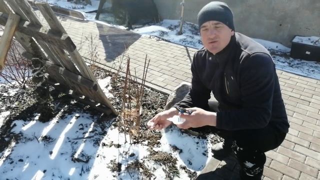 ГОРТЕНЗИИ !!! ВЕСЕННЯЯ ОБРЕЗКА!!! смотреть онлайн
