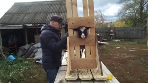 Стрижка овец. Приспособление своими руками для стрижки овец.
