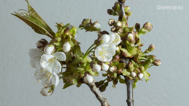 5 самых творческих знаков Зодиака