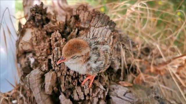 Птенец горной куропатки дремлет на пеньке смотреть онлайн