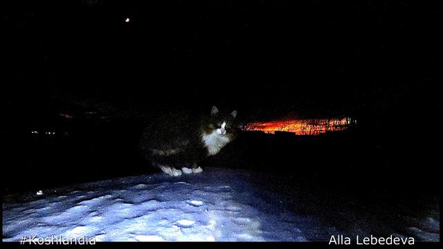 Space Koshlandia Siberian farm cats "Союз ТМА-19М" Космическая Кошляндия смотреть онлайн