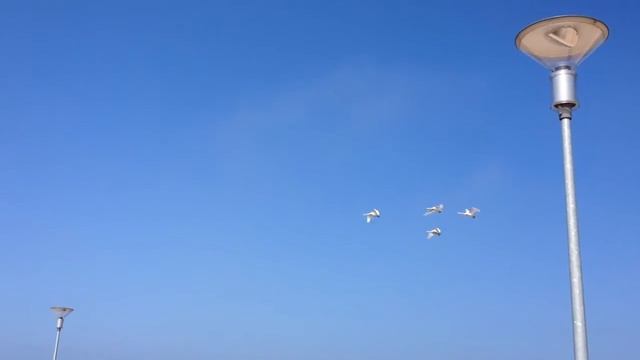 Лебеди летят . Palanga смотреть онлайн
