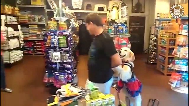 Милашка Ретривер танцует самбу смотреть онлайн