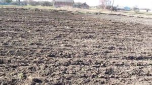 Фрезеровка мотоблоком дискованной целины