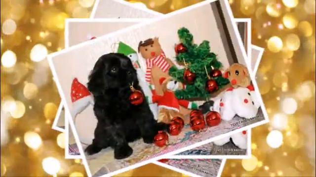 TSVET HIBIN kennel, Russkaya Tsvetnaya Bolonka, С Новым Годом! смотреть онлайн