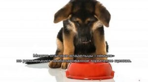 Чем кормить щенка немецкой овчарки в домашних условиях