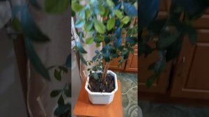 мурайя цветёт и сбрасывает цветы.