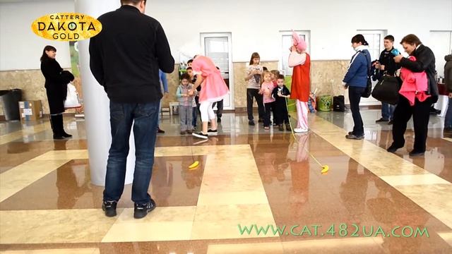 RUI Cat Show, XX Открытый Чемпионат Украины, Харьковский гламур, Выставка кошек, 1 2 апреля, 2017, смотреть онлайн