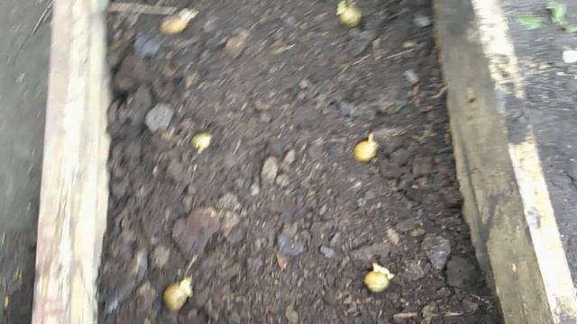 Эксперимент с посадкой картофеля/ Посмотрим что из этого выйдет смотреть онлайн
