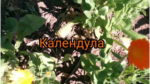 ЛЕКАРСТВЕННЫЕ травы в июне смотреть онлайн