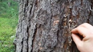 Сбор кедровой живицы ( смолы ) или как я собираю смолу кедра