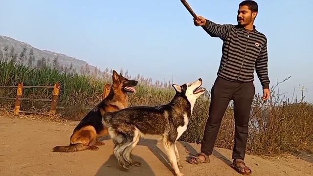 German shepherd🐕🦺,Siberian Husky🐺, Doberman playing together.#GSD#Husky #DOBERMAN #Doglove#longcoa смотреть онлайн