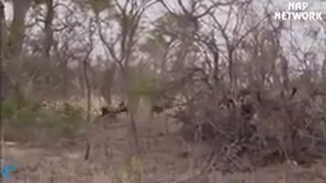 Гиены охотились в леопард смотреть онлайн