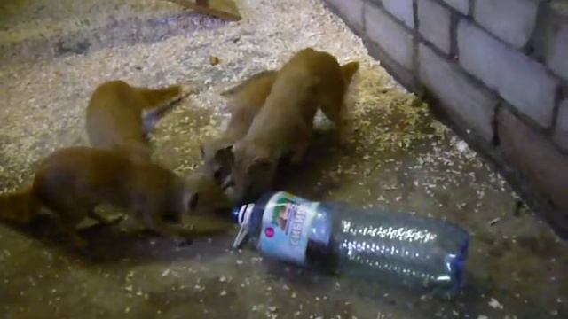 Желтые мангусты добывают тараканов из бутылки смотреть онлайн