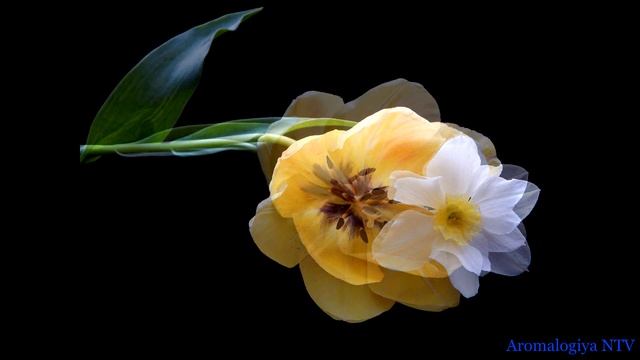 Лечебная музыка Фредерика Шопена ? Успокаивает Нервную Систему. смотреть онлайн