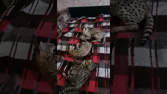 Игры мальчика саванны Ф0 и гибридов Ф1, бесконечный кусь-кусь