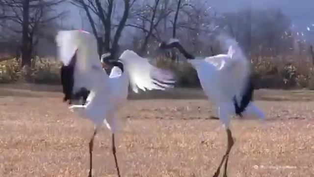 Танцующие стерхи смотреть онлайн