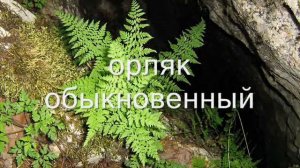 природа Челябинской области.wmv