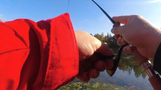 #381 #микроджиг | За толстым Ротаном | смотреть онлайн