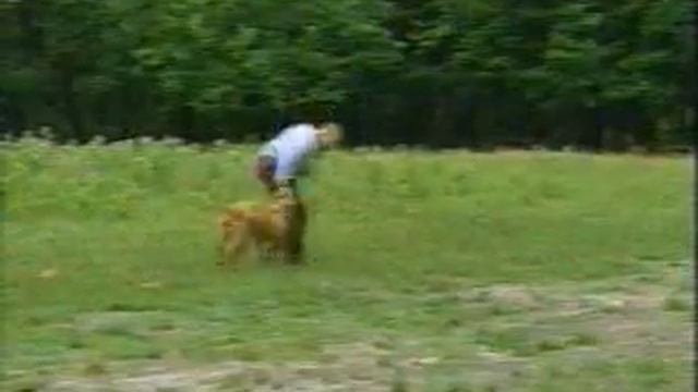 Питомник бордоских догов «Perle de France» http://perl.petsinform.com/ смотреть онлайн