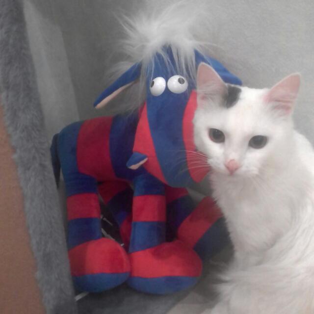 кот Влашич смотреть онлайн