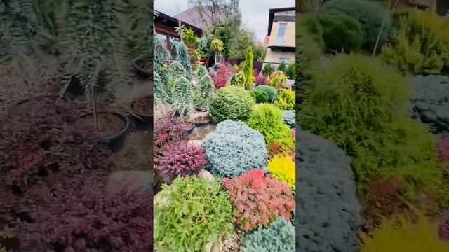 Обзор сада в сентябре ??) больше интересного, в моем телеграмм,( ссылка в шапке профиля) смотреть онлайн