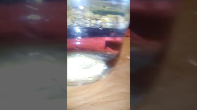 Меняю воду у рыбки петушок смотреть онлайн